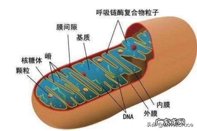 70多岁的母亲多年怕冷经常感冒,主要是背冷腿冷,是什么问题?