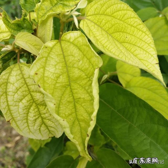 叶子黄是不是少肥？怎么办？