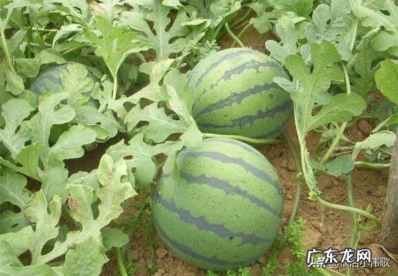 火龙果物西瓜哪个含糖量高？