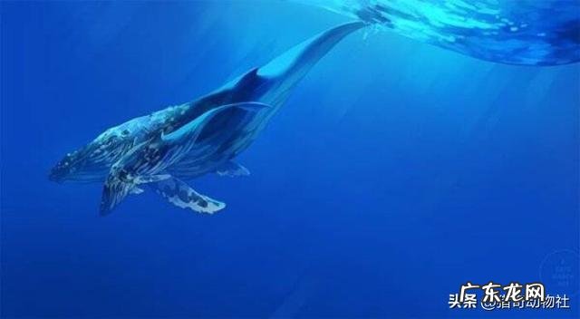 哪种哺乳动物从出生到成年,体积扩大倍数最大?为什么?