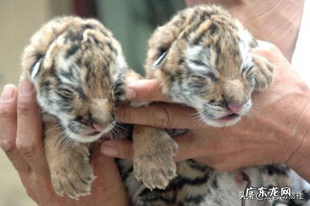 哪种哺乳动物从出生到成年,体积扩大倍数最大?为什么?