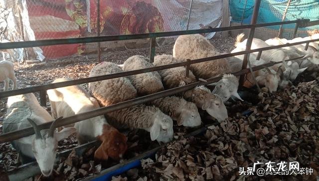 回乡创业，想养繁殖母羊，2021年前景怎么样？