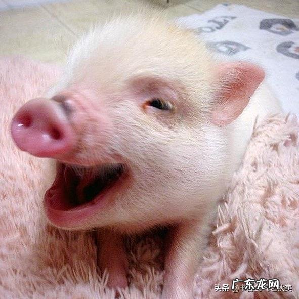 班上有一个爱放屁的同学是什么感觉