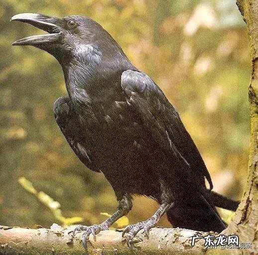 在缅甸千万不能做的事是什么?