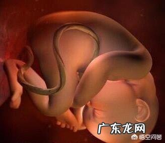 孕妇怀孕8个月,补什么有利于宝宝骨骼增长?