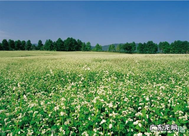 云硒苦荞茶好喝么?有什么好处?