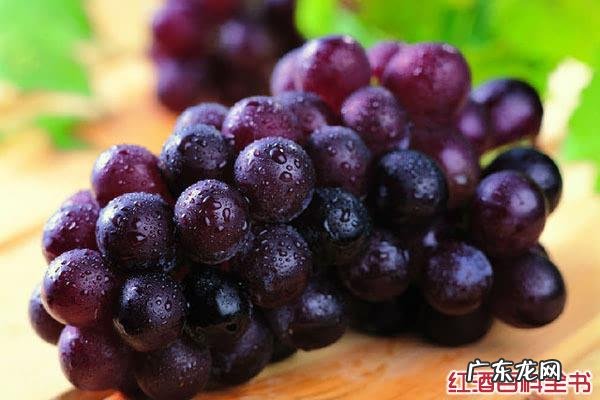 提子和葡萄究竟有什么不一样