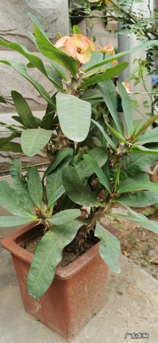 刺梅花放在家里可以净化空气吗