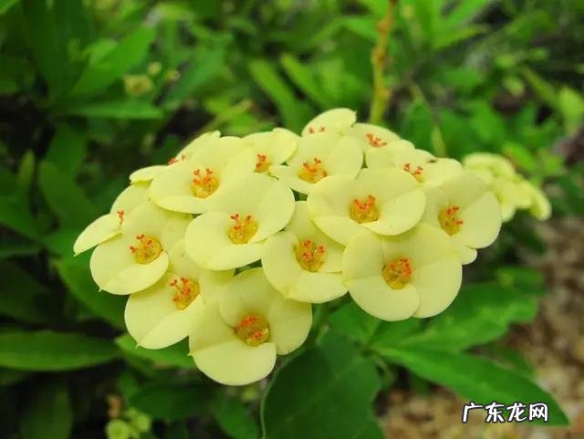 刺梅花放在家里可以净化空气吗