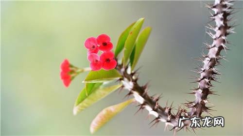 刺梅花放在家里可以净化空气吗