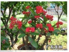 刺梅花放在家里可以净化空气吗