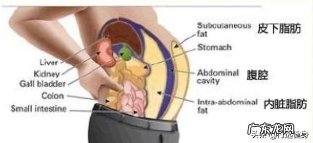 体重标准,肚子却很大,不喝酒。虽不特意锻炼,但是也不懒?