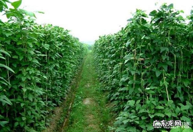 长豆角种植叶子出现黄叶病?怎么防zhi?