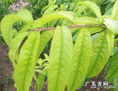 长豆角种植叶子出现黄叶病?怎么防zhi?