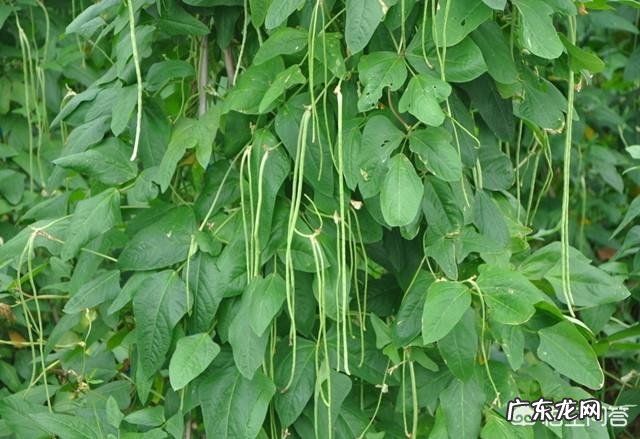 长豆角种植叶子出现黄叶病?怎么防zhi?