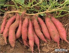 红薯种下去三个月了，不怎么大怎么办？