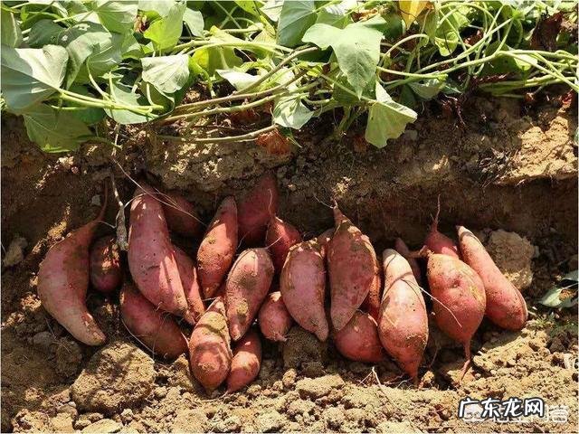 红薯种下去三个月了,不怎么大怎么办?