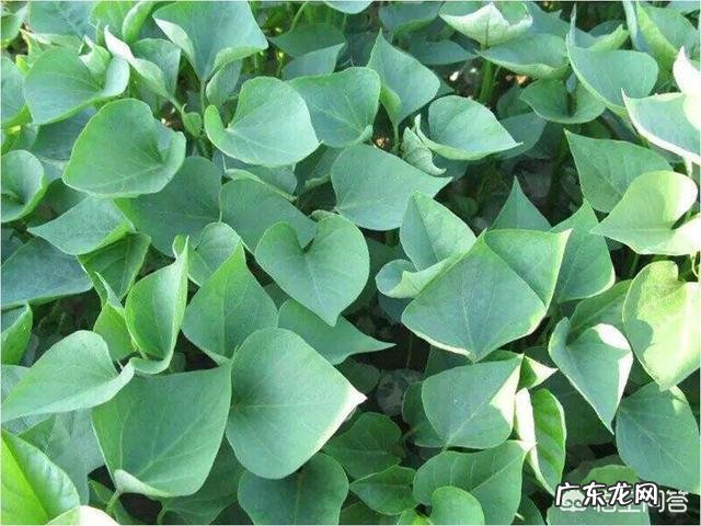 红薯种下去三个月了,不怎么大怎么办?