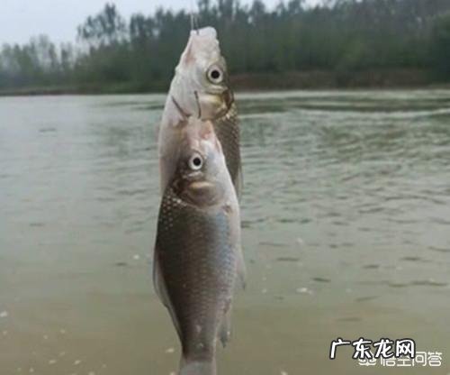 大鲫鱼喜欢吃什么、钓大鲫鱼的地方在哪要注意什么,你都知道吗