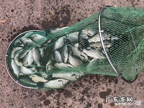 大鲫鱼喜欢吃什么、钓大鲫鱼的地方在哪要注意什么,你都知道吗