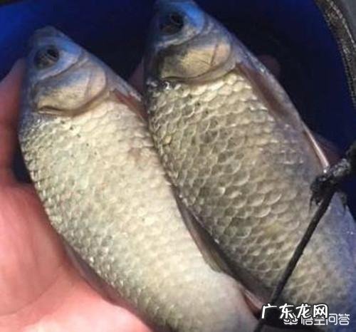 大鲫鱼喜欢吃什么、钓大鲫鱼的地方在哪要注意什么,你都知道吗