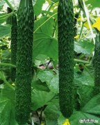 女性在减肥期间吃什么蔬菜最好？