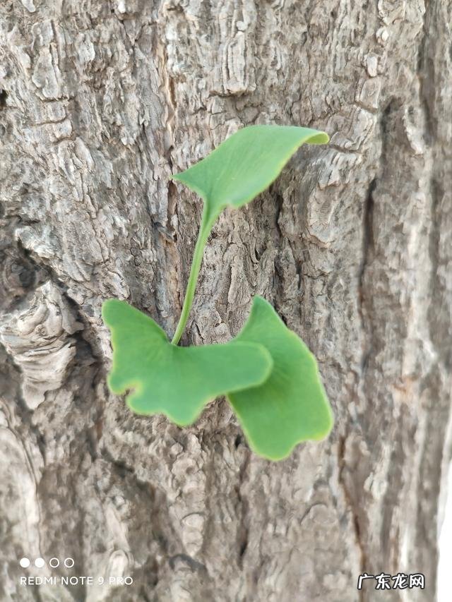 2型糖尿病患者一天中什么时候运动对心血管最好？