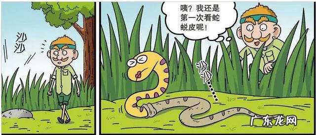 蛇能活多少年是不是脱了皮又是一个全新的生命