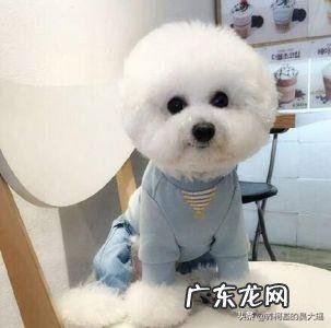 比熊都是卷毛吗?为什么呢?