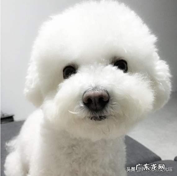 比熊都是卷毛吗?为什么呢?