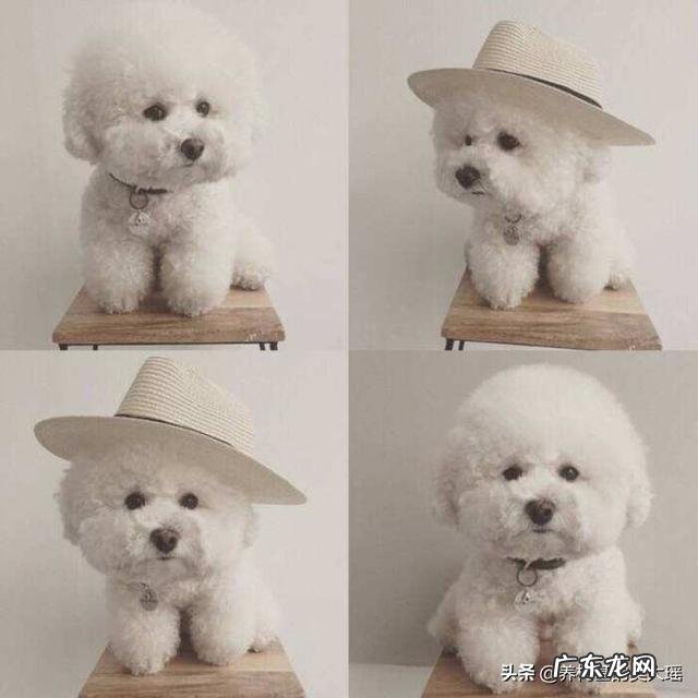 比熊都是卷毛吗?为什么呢?