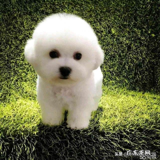 比熊都是卷毛吗?为什么呢?