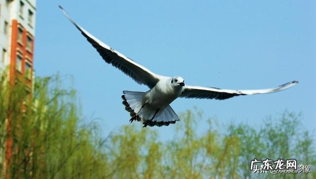 为什么走着录视频老是抖动?怎么避免呢?