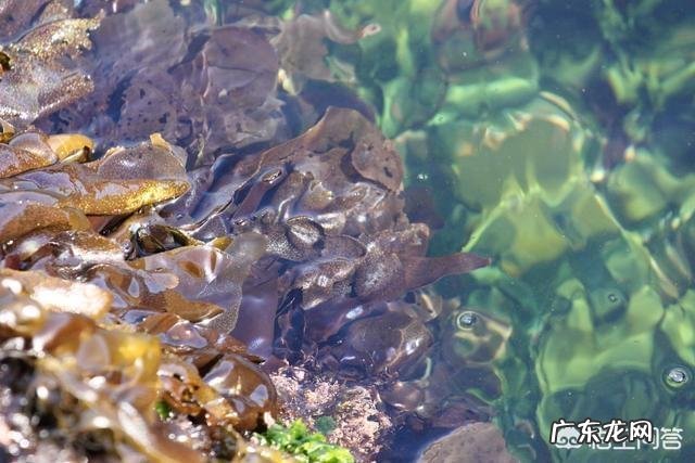 吃海藻有什么好处?对出汗多的人有用吗?