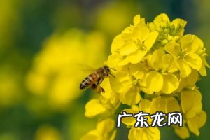 春分一般吃什么?春分养生