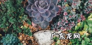 冬季多肉植物盆栽养护指南,多肉冬季养殖技巧