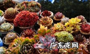 多肉春天怎么养？春季多肉养殖技巧，春季多肉护理