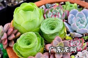 夏天多肉怎么样?夏天养多肉四个小技巧