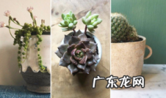 秋天多肉养殖5个小技巧，秋天盆栽多肉养殖技巧。
