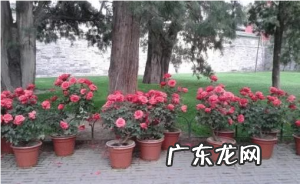 春天养花别养太贵的,几块钱一大把随便搬回家