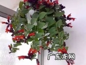 8种养殖在家中既可以净化空气,也可装饰家居生活的绿植推荐