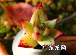 多肉养护须知,多肉养殖的正确方法,多肉养殖技巧!