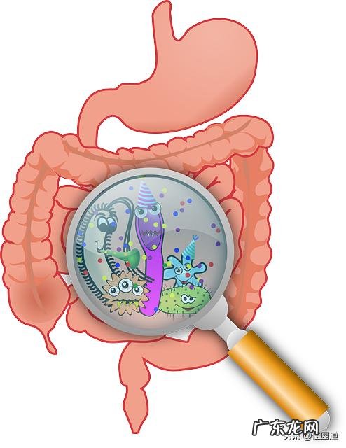 肚子咕咕叫还放屁胃肠镜检查都正常怎么回事?