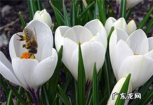 跳绳能减肥吗最佳时间 跳绳减肥的最佳时间是什么时候