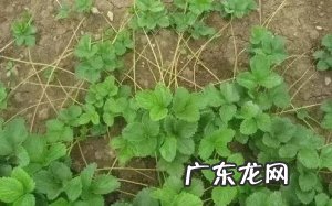 草莓苗的养殖方法|草莓苗的匍匐茎繁殖法与新茎分株繁殖法