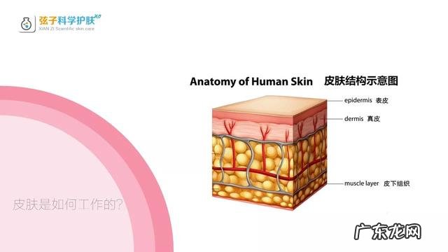 肌肤屏障受损该如何修复呢?