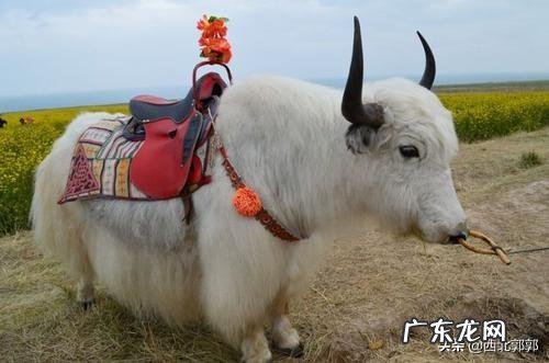 柴犬和土狗的区别是什么?