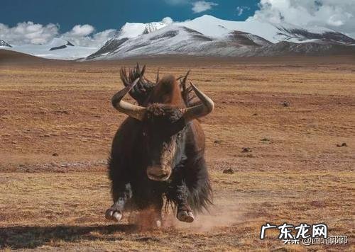 柴犬和土狗的区别是什么?