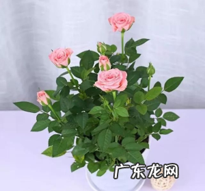 月季和玫瑰的区别,教你如何识别花