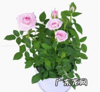 月季和玫瑰的区别，教你如何识别花